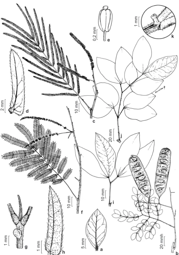 Figura 4 – a-b. Piptadenia adiantoides – a. foliólulo; b. ramo. c-e. Piptadenia gonoacantha – c