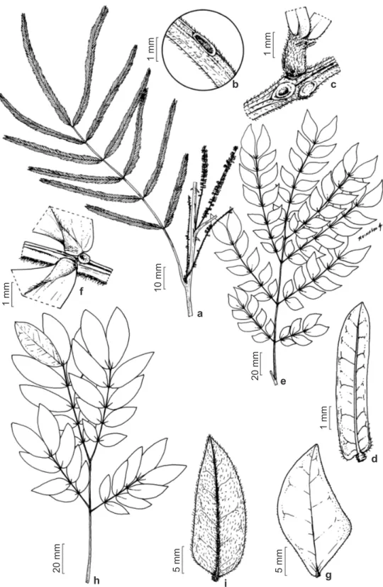 Figura 5 – a-d. Piptadenia trisperma – a. ramo; b. nectário extrafloral do pecíolo tipo incluso-côncavo; c