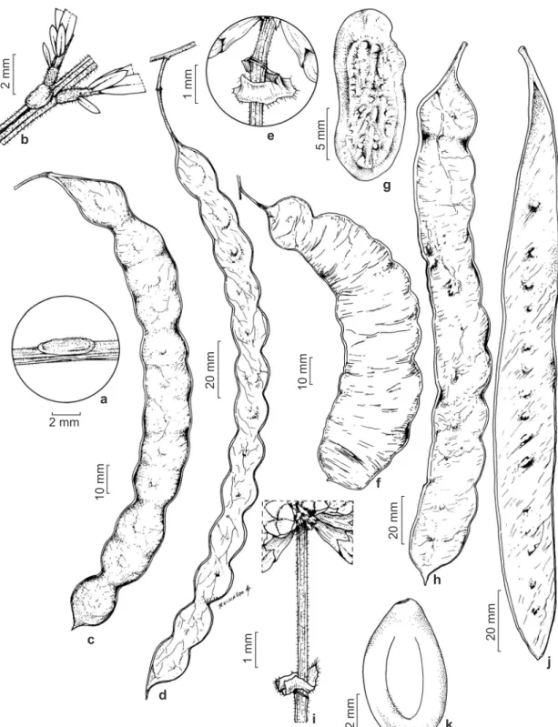 Figura 3 – a-c. Anadenanthera colubrina var. cebil – a. nectário extrafloral peciolar; b
