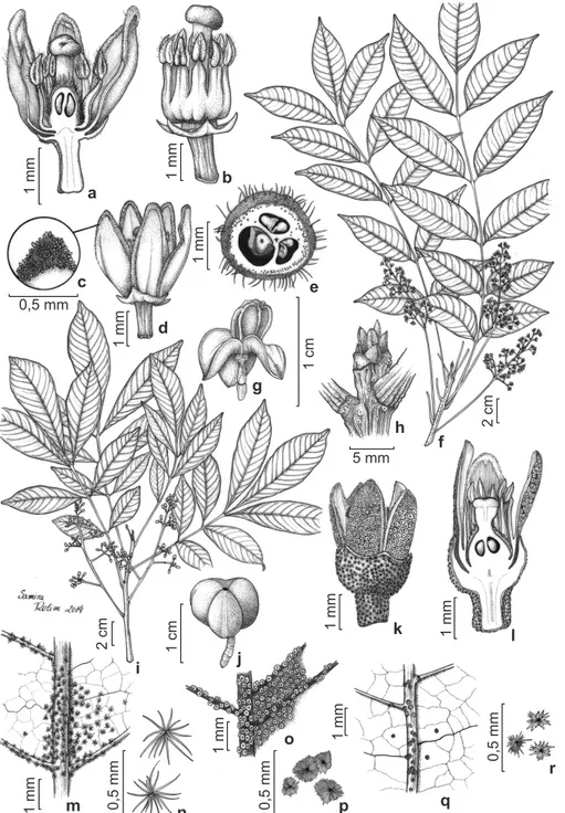 Figura 4 – a-h. Trichilia hirta – a. flor em corte longitudinal; b. tubo estaminal, vista externa; c