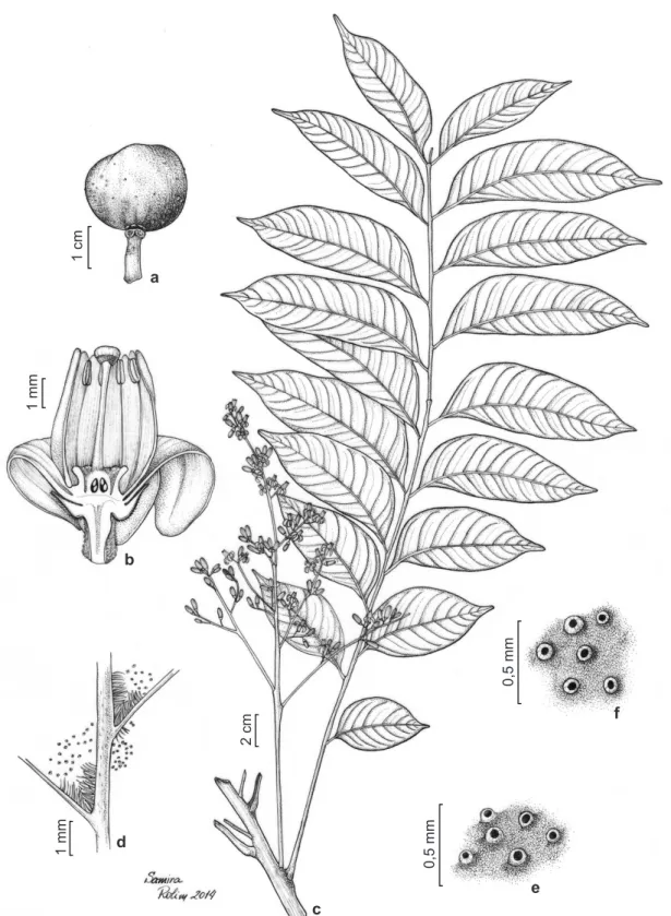 Figura 1 – a-f. Cabralea canjerana – a. fruto; b. flor em corte longitudinal; c. ramo florífero; d