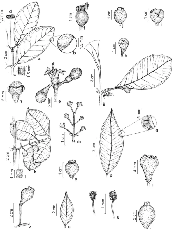 Figure 3 – a-f. Psidium guineense – a. elliptic leaves; b,c. leaves and branches sparsely pubescent; d