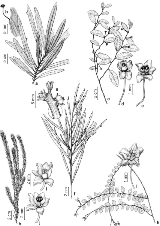 Figura 1 – a,b. Phyllanthus gladiatus – a. ramos modificados em cladódios; b. detalhe da flor com pedicelo longo