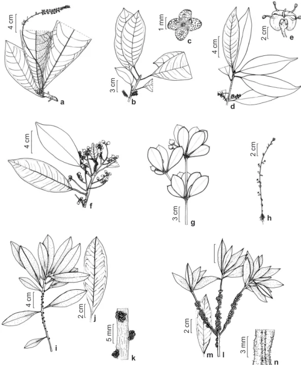 Figura 3 – a. Cybianthus sp. 2 – ramo, lâmina foliar e inflorescência em racemo simples