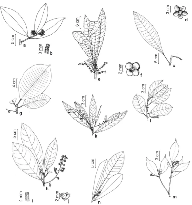 Figura 2 – a,b. Ardisia semicrenata – a. ramo e inflorescência em panícula; b. indumento glandular-granuloso da  inflorescência