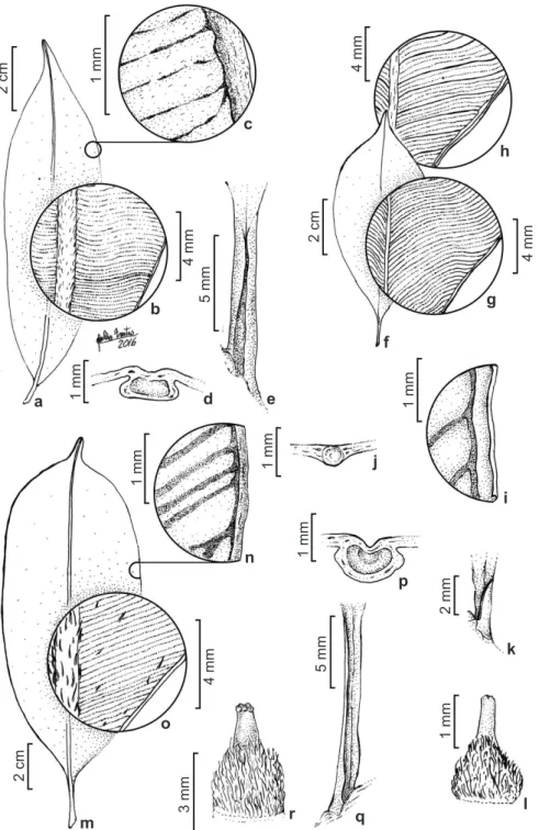 Figura 1 – a-e. Micropholis compta – a. folha; b. detalhe da face adaxial; c. detalhe das nervuras coletora e marginal; d