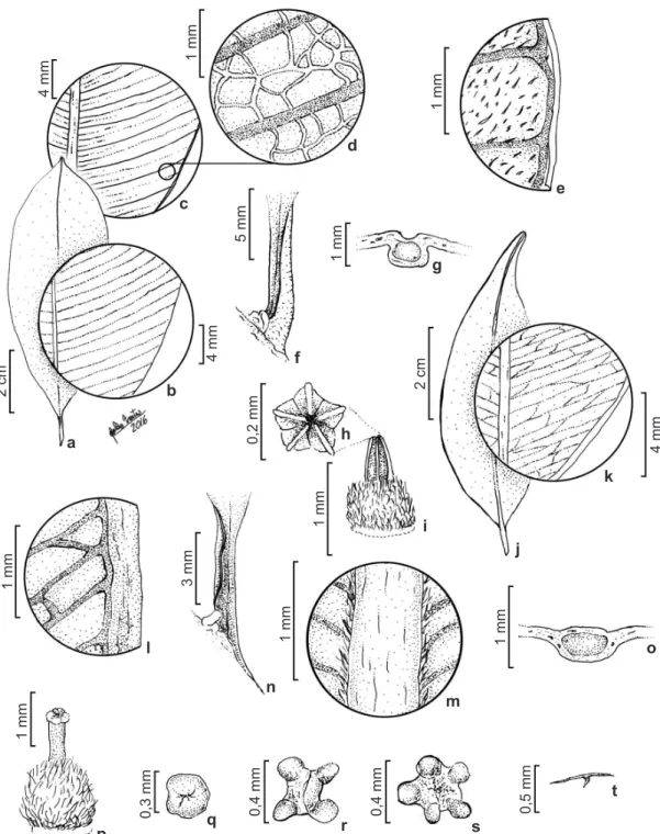 Figura 2 – a-i. Micropholis guyanensis subsp. guyanensis – a. folha; b. face adaxial; c