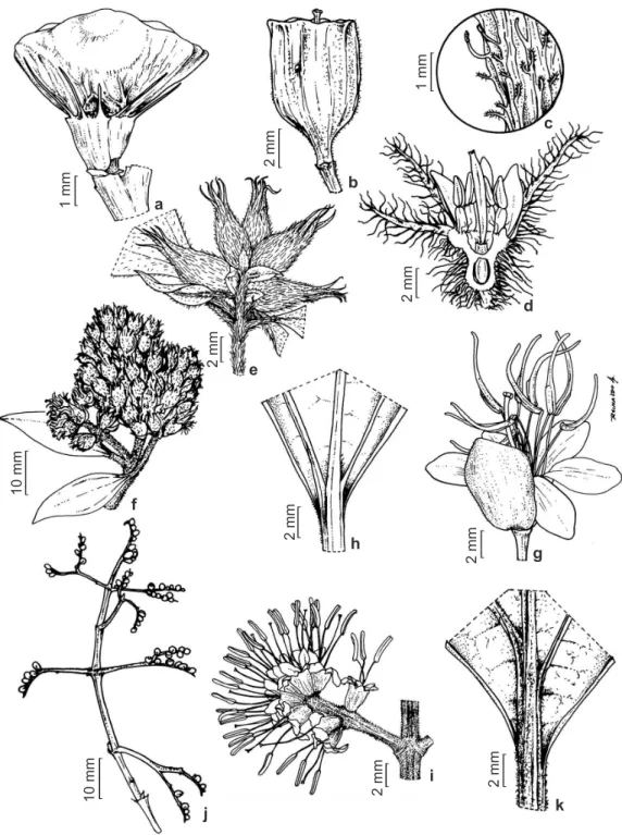 Figura 2 – a. Bertolonia ruschiana – cápsula. b-c. Cambessedesia eichleri – b. cápsula; c