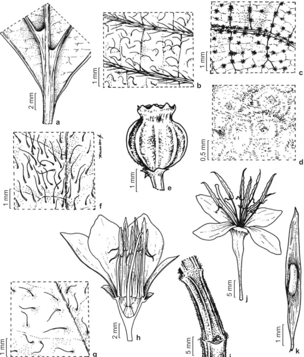 Figura 3 – a. Miconia paniculata – base da face abaxial da folha. b. Miconia nervosa – indumento da face abaxial da  folha