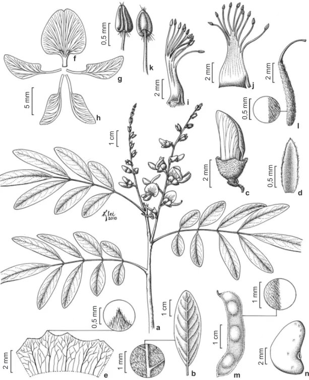 Figure 1 – Muellera fragiliflora – a. flowering branch; b. leaflet; c. floral bud; d. bracteoles; e