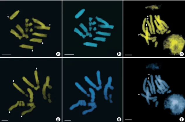 Figura 1 – Metafases somáticas, con tinción doble CMA/DAPI – a,b. A. humilis; d,e. A. arborescens; c,f