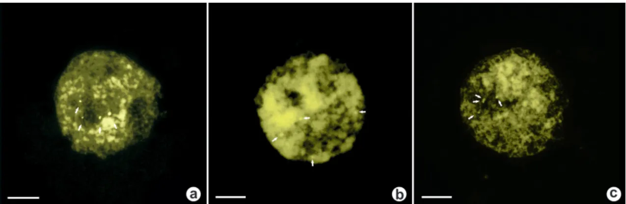 Figura 2 – Núcleos interfásicos con doble tinción CMA/DAPI – a. humilis; b. A. arborescens; c