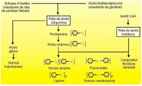 Figura 2 – Processo de síntese de compostos fenólicos derivado do ácido shiquímico (Castro, 2014)
