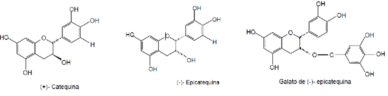 Figura 5 – Estrutura dos 3-flavanóis (Cabrita et al., 2003). 