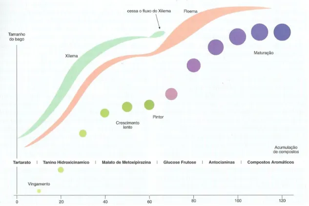 Figura 7 – Fases de crescimento do bago e acumulação de compostos (Magalhães, 2008; adaptado de  Fregoni, 1999)