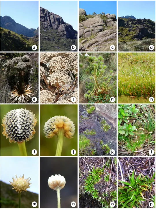 Figura 1 – Vista geral, aspectos da vegetação e espécies de Eriocaulaceae do Parque Nacional do Itatiaia, Rio de Janeiro,  Brasil – a