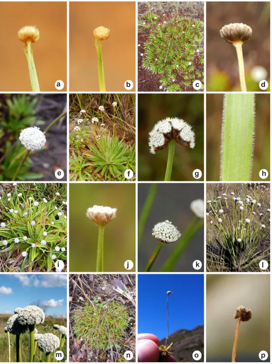 Figura 2 – Espécies de Eriocaulaceae do Parque Nacional do Itatiaia, Rio de Jabeiro, Brasil – a