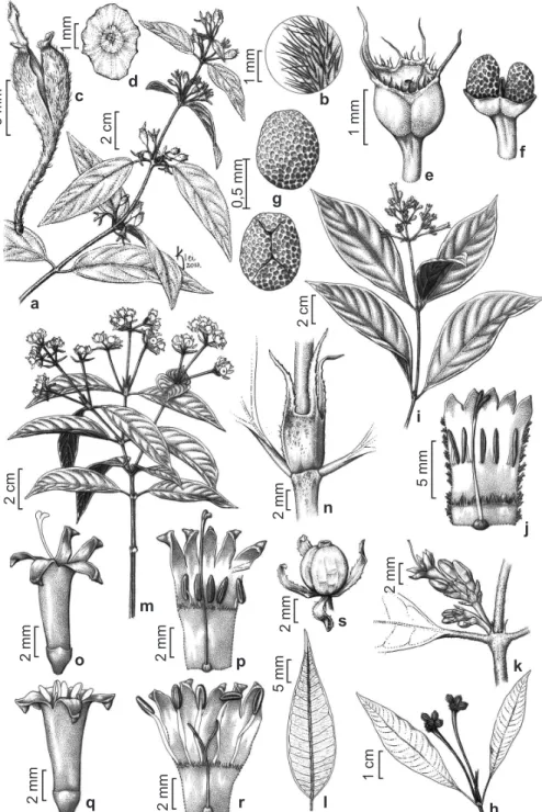 Figura 5 – a-d. Manettia glaziovii – a. ramo com inflorescências; b. indumento dos ramos; c
