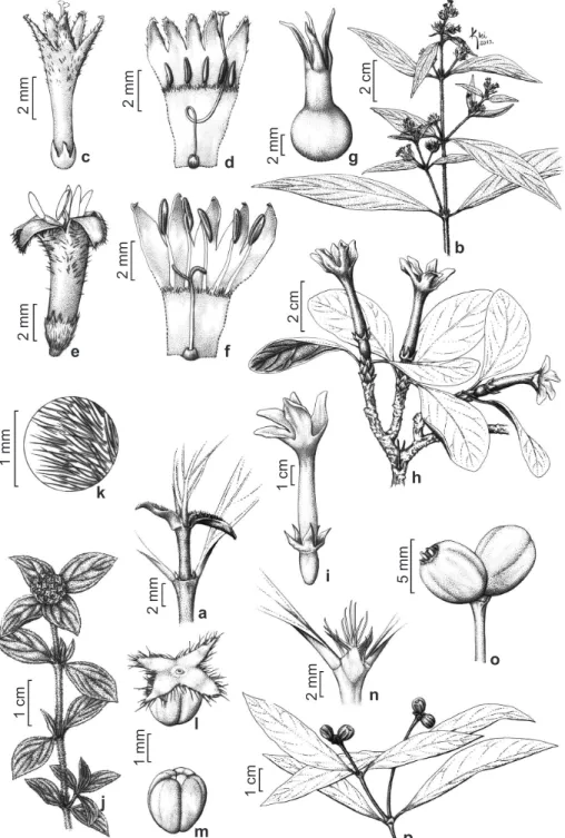 Figura 6 – a. Psychotria niveobarbata – estípula. b-f. P. stachyoides – b. ramo com inflorescências; c,d