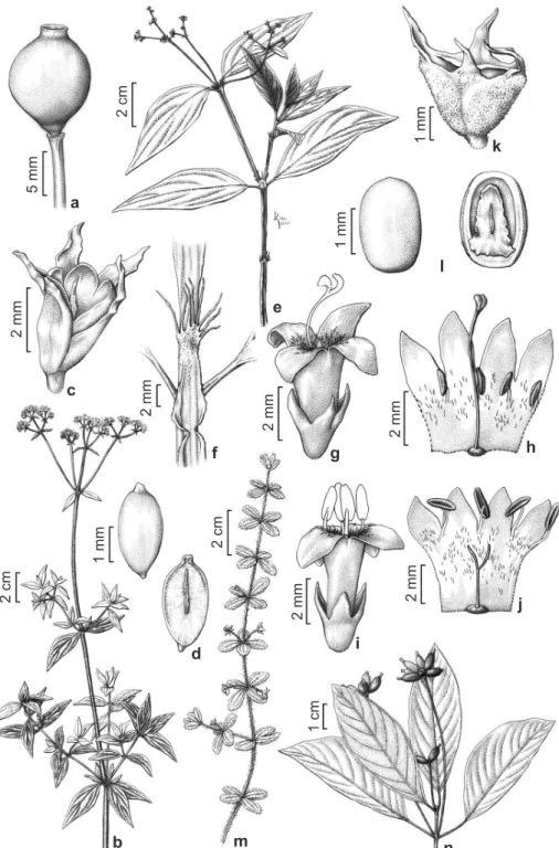 Figura 4 – a. Cordiera concolor var. concolor – fruto. b-d. Galianthe andersonii – b. ramo com inflorescências; c