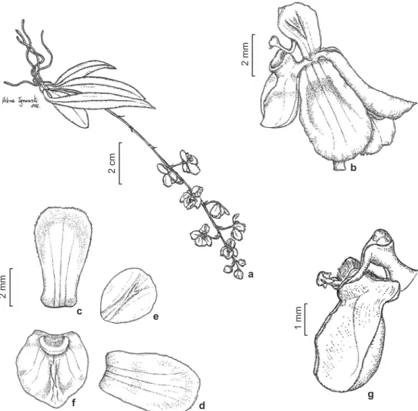 Figura 2 – a-g. Zygostates bradei – a. hábito; b. flor; c. sépala dorsal, vista frontal; d
