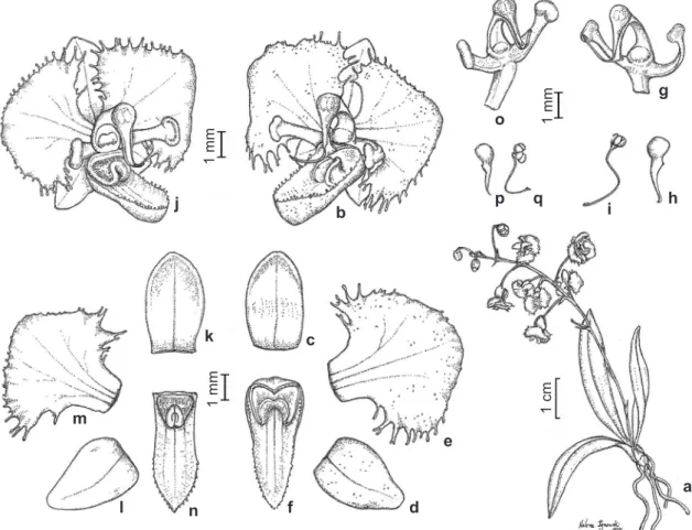 Figura 3 – a-i. Zygostates lunata – a. hábito; b. flor; c. sépala dorsal, vista frontal; d