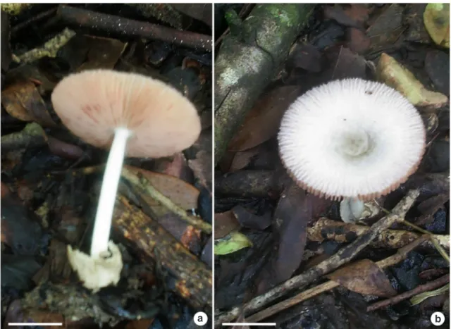 Figura 1 – Volvariella pusilla –  a. vista de las laminillas, estípite y volva; b. vista de la superficie del píleo