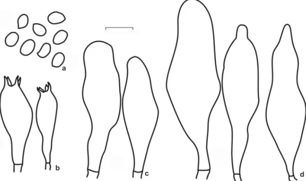 Figura 7 – Volvariella taylorii – a. esporas; b. basidios; c. queilocistidios; d. pleurocistidios