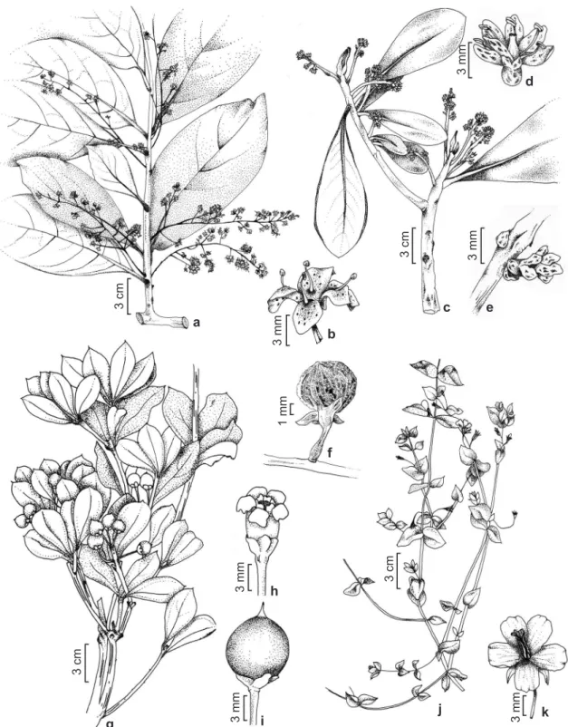 Figura 2 – a-b. Cybianthus oblongifolius – a. ramo com flores; b. flor estaminada. c-e