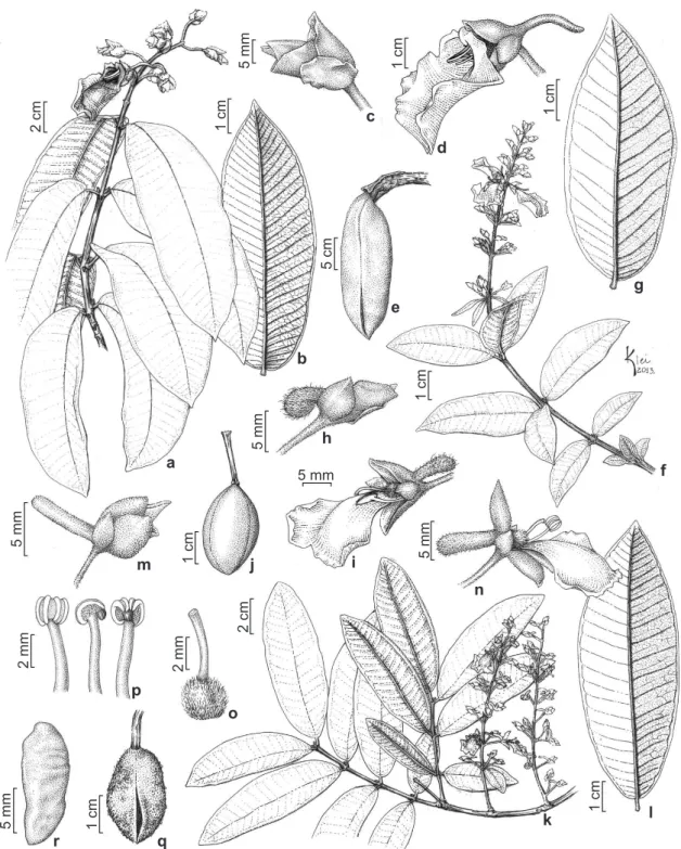 Figura 4 – a-e.  Qualea grandiflora Mart. – a. ramo; b. face abaxial da folha; c. botão floral; d
