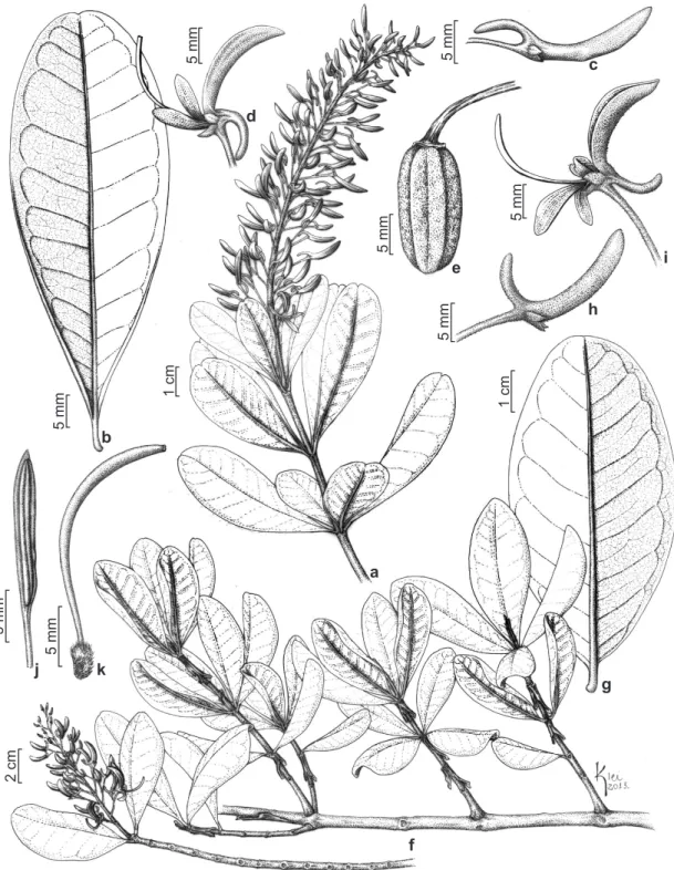 Figura 9 – a-e. Vochysia tucanorum Mart. – a. ramo; b. face abaxial da folha; c. botão floral; d