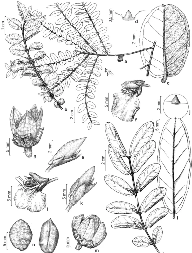Figura 1 – a-g. Callisthene erythroclada Warm. – a. ramo; b. râmulo; c. face abaxial da folha; d