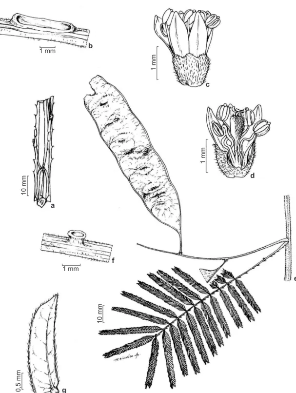 Figure 4 – a. Piptadenia gonoacantha (Mart.) J.F. Macbr. – detail of the winged branch