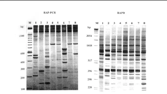Fig. 1 - 5% polyacrylamide silver stained gels showing fingerprints generated by analysis of RNA (RAP-PCR) and DNA (RAPD) of strains of E