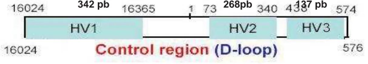 Figura 2  –  Esquema da Região Controle, Hipervariável ou D-loop do DNA  mitocondrial;  