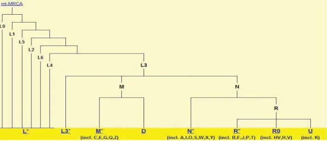 Figura 3 – Árvore Filogenética Simplificada do DNA mitocondrial 