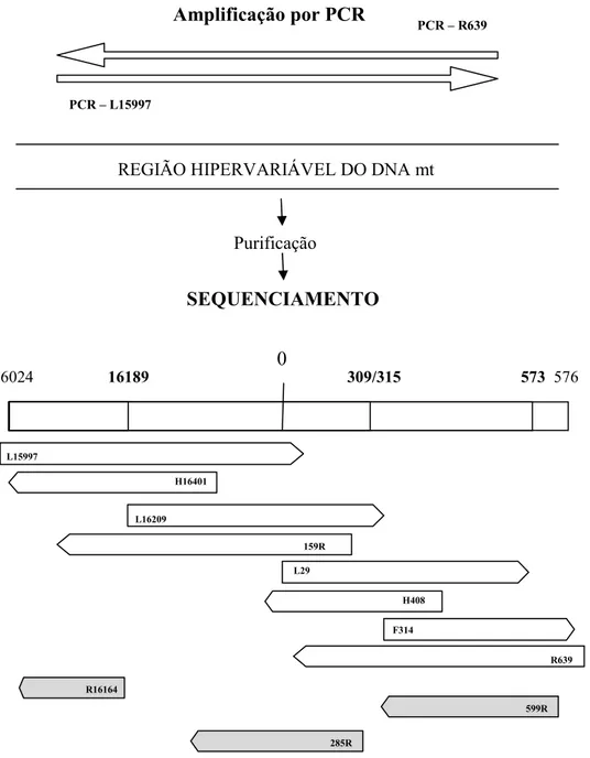 Figura 5 – Esquema da localização dos   utilizados na PCR e sequenciamento.  Nota: em negrito encontramos as regiões poli-C (posição 16189, 309/315 e 573)