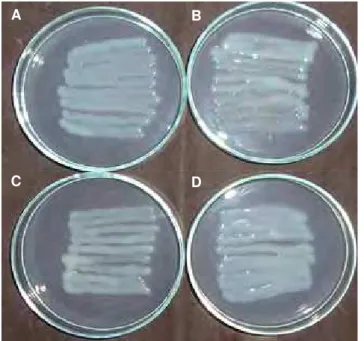 Figura 2. Estirpe de Rhizobium tropici SEMIA 4080,  cultivadas em meio sólido definido (A) e modificado, contendo  galactose (B), glicose (C) e sacarose (D), como fonte de  carbono, a 28ºC, 72 horas.