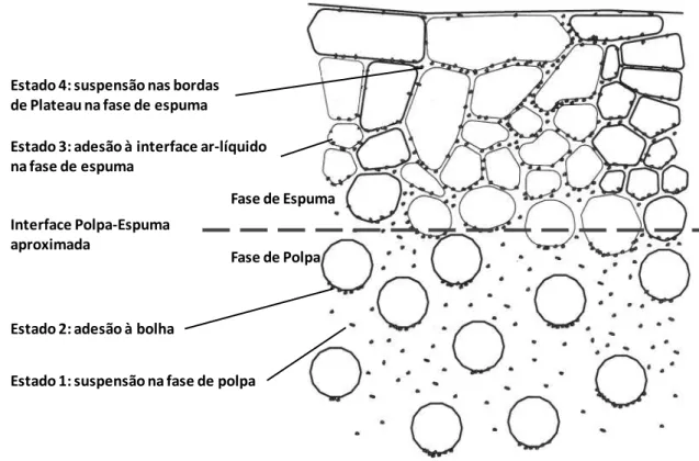 Figura  3-9:  Quatro  regiões  em  que  as  partículas  podem  estar  em  uma  máquina  de  flotação (King, 2001)