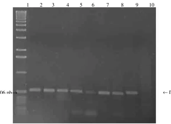 Figura  1.  Gel  de  agarose  a  1,5%  mostrando  o  resultado  da  amplificação  por  PCR  da  região  intragênica  ITS-1  em  linhagens  do  complexo  buzzatii