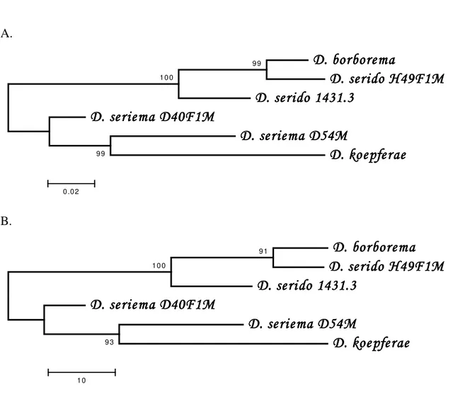 Figura  4  (A  e  B).  A)  Árvore  obtida  com  o  algoritmo  neighbor-joining  para  as  seqüências  ITS-1  das  linhagens  de  Drosophila  pertencentes  somente  ao  cluster  buzzatii
