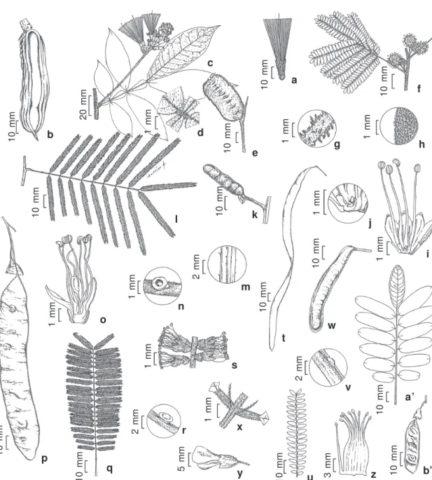 Figura 4 – a-b. Inga vera subsp. affinis (a Souza 214; b Lima 341) – a. flor; b. fruto