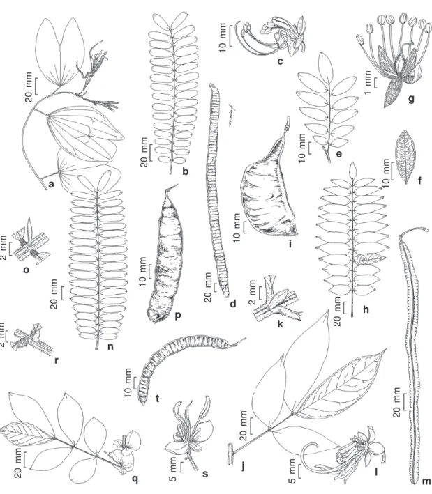Figura 1 – a. Bauhinia longifolia (Lima 319) – a. ramo com inflorescência. b-d. Cassia ferruginea var