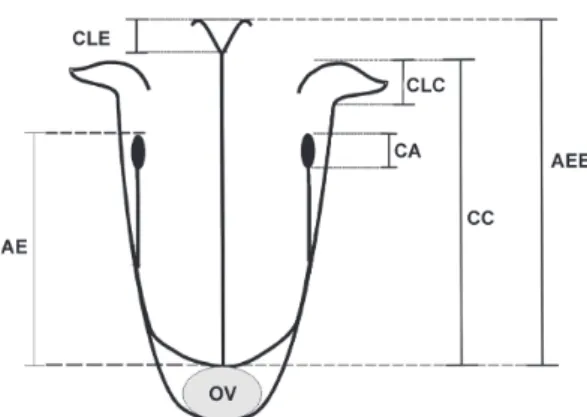 Figura 1 – Parâmetros para medidas florais de Psychotria carthagenensis no morfo longistilo