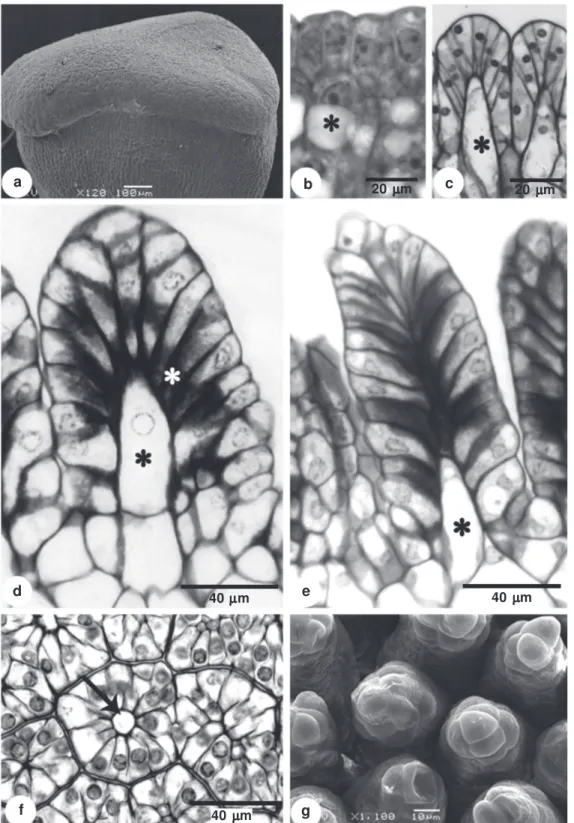 Figure 1 – Development of the Passiflora elegans stigma – a. young stigma under scanning electron microscopy; b