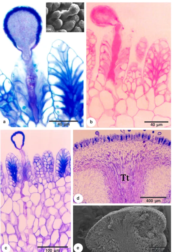 Figure 2 – Stigma and style of the Passiflora elegans flower – a. stigma surface with a pollen tube on the stigma emergence