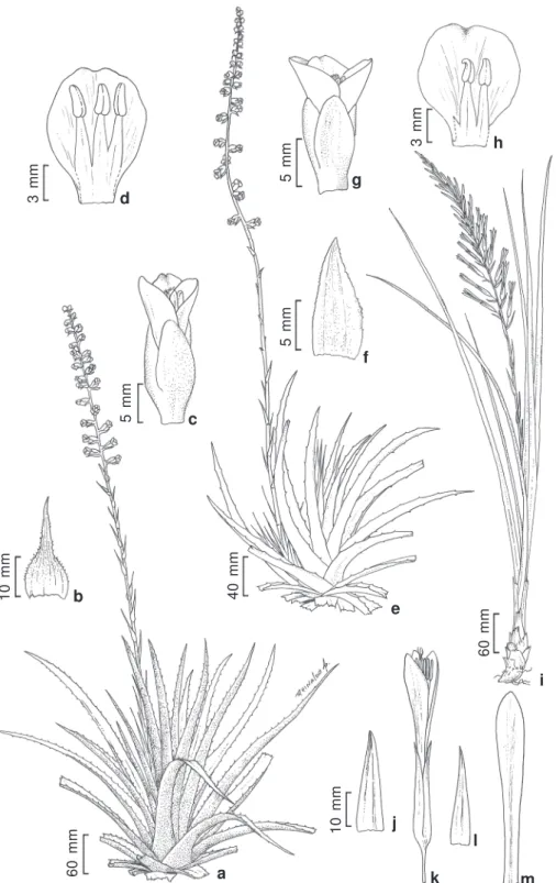 Figura 4 – a-d. Dyckia cinerea – a. hábito; b. bráctea floral; c. flor; d. pétala com estames e anel pétalo-estamíneo.