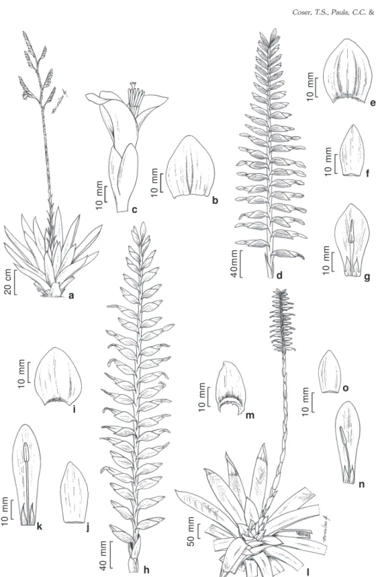 Figura 6 – a-c.  Vriesea hoehneana – a. hábito; b. bráctea floral; c. flor.  d-g. V. regnellii – d