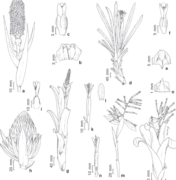 Figura 2 – a-c. Aechmea bromeliifolia var. bromeliifolia – a. inflorescência; b. bráctea floral; c