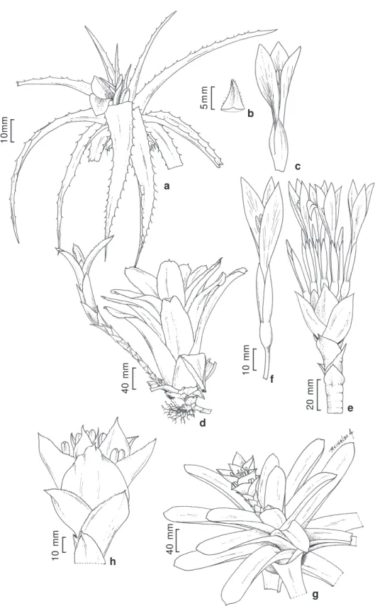 Figura 3 – a-c. Cryptanthus schwakeanus – a. hábito; b. bráctea floral; c. flor. d-f. Neoregelia mucugensis – d